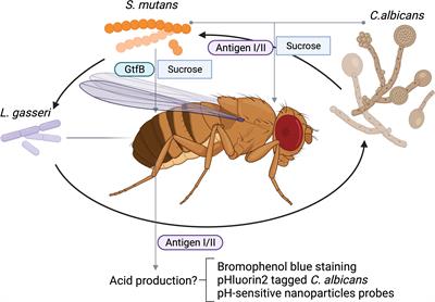 Drosophila melanogaster as a model to study polymicrobial synergy and dysbiosis